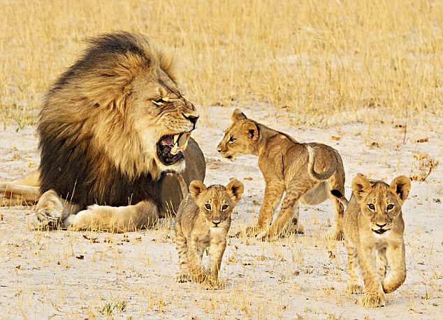 How Zimbabwe’s Cecil The Lion broke Social Media and became a Global Sensation