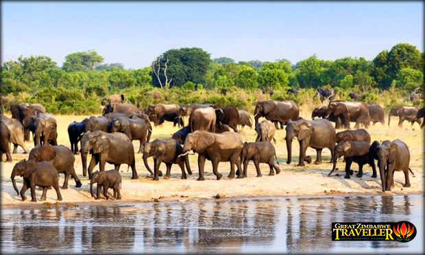 Elephants at a watering-hole at Hwange National Park, one of the world’s last great elephant sanctuaries.