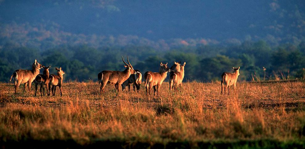 Mana Pools, Zimbabwe's best kept secret and haven for wildlife.