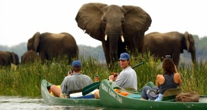Mana Pools Canoe Trails are the best way to get up-close and personal with the animals. 