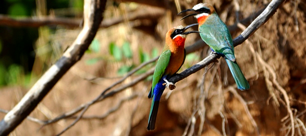 Zimbabwe is a popular Birding destination