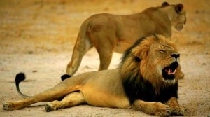 Cecil lying down in an undated picture at Hwange National Park. Photo Credit: AFP