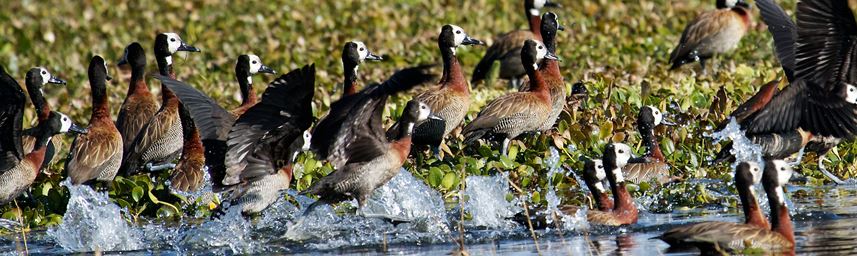 White-faced Duck, Zimbabwe – Great Zim Traveller